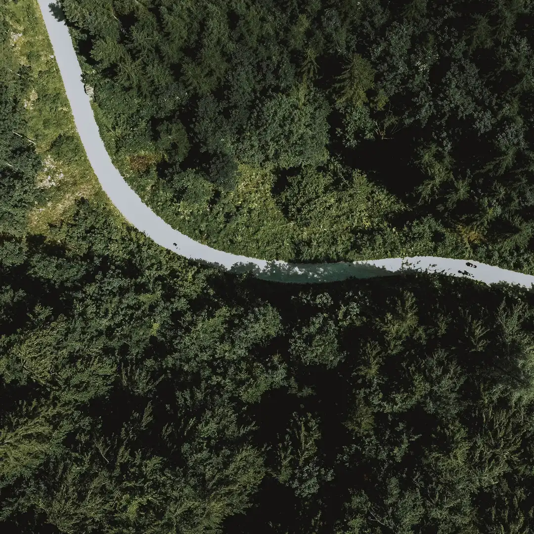 una ruta entre medio de un bosque frondoso visto desde arriba